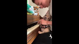 French Bulldog puppy and owner play famous classical musical riff
