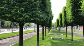 Yellow tram passes by trees in Budapest boulevards during Covid19