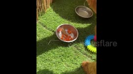 Puppy and peanut butter