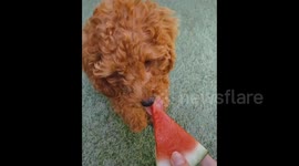 Cute puppy eats watermelon