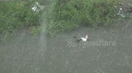 Ducks swimming in a thunderstorm.
