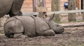 UK zoo raises over £1,000,000 after fears of closing due to COVID-19