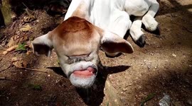 Cyclops cow with one eye born in remote village in the Philippines