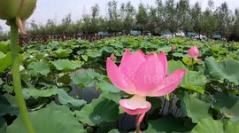 Stunning footage of lotus blooming in China