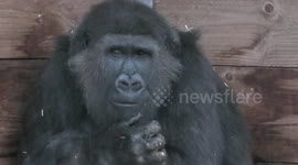 Gorillas' spirits are dampened when playtime gets rained on