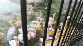 Hungry Group Of Pelican Gets Crowds Attention