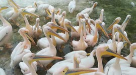 Pelican Weak Spot For Fresh Tasty Fishes