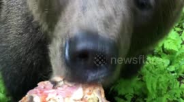 Little Bear wants to take away pizza