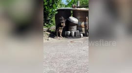 Stray dog that lost two feet in cruel trap is rescued and given new home