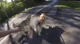 Alaskan Malamute Sojou & Risee Cool Runnings Summer Sled Dog Training