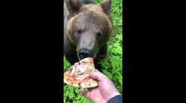 Animal cub Brown Bear Tom. Funny moment. Vertical video