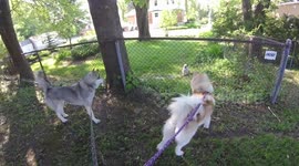 Two's Company Three's a Crowd Dog Politics
