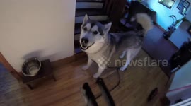 Alaskan Malamute Sojou & Risee Keep Musher in Training in line.