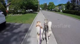 Alaskan Malamute Sojou & Risee Endless Running