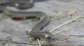 Wild Garter Snakes Up Close & Personal