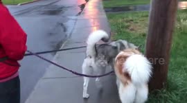 Alaskan Malamutes Sojou and Risee Sled Dogs running Me Ragged