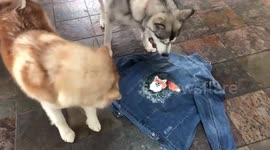 Alaskan Malamute Sojou & Risee Where's the Fox
