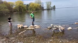 Alaskan Malamute Sojou & Risee on Ile Perrot Quebec Canada Life during Covid-19 Lockdown