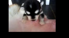 Cute puppy nursing