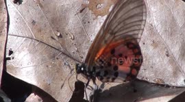 Tales from the riverbank of the Gam-Gam River; Insects of Gashaka Gumti National Park, Nigeria