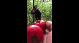 We give food to the little bear in the forest. Animal bear