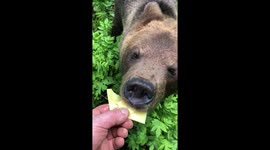We give the bear cheese. From hands