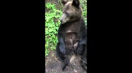 Funny little cub bear. East Siberian brown bear
