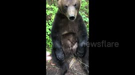 Newsflare Edit - Funny little bear