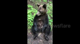 Domestic brown bear in Russia loves chocolate and cheese