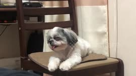 Tired pup can't stop herself from falling asleep