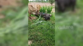 American bulldog tries to play grass tug of war with a cow in Thailand