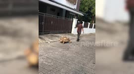 Family take huge pet tortoise for a walk in the street