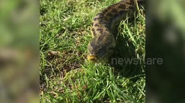 Pet anaconda slithers over to owner's hand in Oklahoma