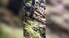 Enchanted trail through mossy forest in the Philippines