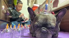 Pet pit bull is unimpressed with Chinese 'cupping' treatment