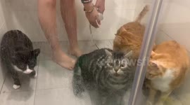 Pet cats have shower with their owner in Taiwan