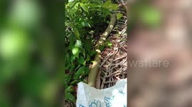 Cobra released back into jungle after being caught in Thailand home