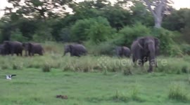 Terrifying moment wild elephants charge screaming tourists in Sri Lanka