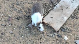 Bunny Born With No Ears