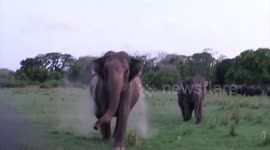 Terrifying moment wild elephants charge screaming tourists in Sri Lanka