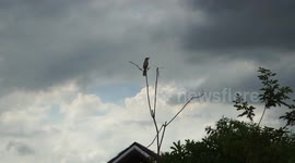 A little bird and a dragonfly.