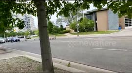 Group of Canadian goose walks