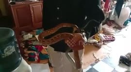 Animal rescuers filmed let non-venomous snake bite his hand to eliminate employees trauma
