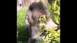 Bunny loves munching on Basil