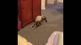 Just look at this love: cute bunnies care for each other