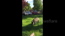 Wild boars in Northern Park, Sopot
