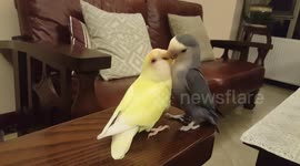 Parrots love birds courtship feeding. Sweet!
