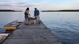 Alaskan Malamute Sojou & Risee Fearful of Walking on Water