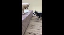 Husky puppies playing and having fun