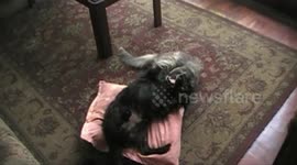 This is my pillow